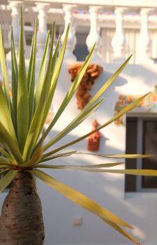 Palme vor dem Ferienhaus